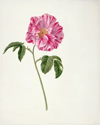 PD.101-1973f.3 Rosa gallica versicolour (Rosa mundi) (wc ja guassi vellum)